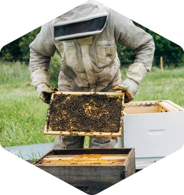 Beekeeping Service 1