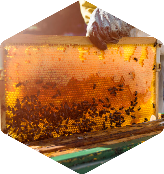 Beekeeping Service 2